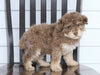 Mini F1B Aussiedoodle For Sale Wooster, OH Female- Olivia