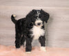 Bernedoodle (Standard) For Sale Baltic, OH Female- Roxann
