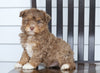 Mini F1B Aussiedoodle For Sale Wooster, OH Male- Oliver