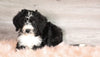 Bernedoodle (Standard) For Sale Baltic, OH Female- Roxann