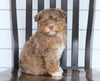 Mini F1B Aussiedoodle For Sale Wooster, OH Male- Oliver
