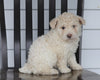 Mini F1B Aussiedoodle For Sale Wooster, OH Female- Paisley