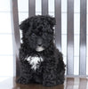 Mini F1B Aussiedoodle For Sale Wooster, OH Female- Lucky