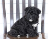 Mini F1B Aussiedoodle For Sale Wooster, OH Female- Lucky