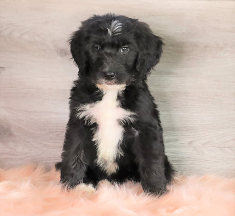 Bernedoodle (Standard) For Sale Baltic, OH Male- Trevor
