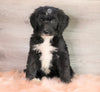 Bernedoodle (Standard) For Sale Baltic, OH Male- Trevor