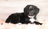 Bernedoodle (Standard) For Sale Baltic, OH Male- Trevor
