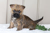 AKC Registered Cairn Terrier For Sale Millersburg, OH Female- Lexi