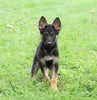 AKC Registered German Shepherd For Sale Millersburg, OH Male- Austin