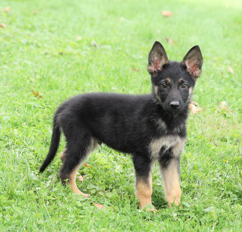 AKC Registered German Shepherd For Sale Millersburg, OH Male- Austin