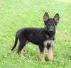 AKC Registered German Shepherd For Sale Millersburg, OH Male- Austin