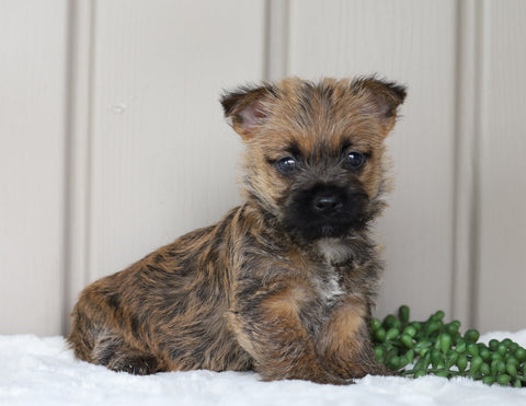 AKC Registered Cairn Terrier For Sale Millersburg, OH Female- Lexi
