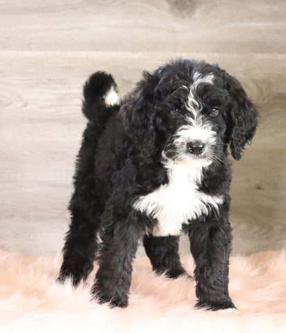 Bernedoodle (Standard) For Sale Baltic, OH Male- Jordan