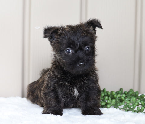 AKC Registered Cairn Terrier For Sale Millersburg, OH Female- Jade