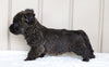 AKC Registered Cairn Terrier For Sale Millersburg, OH Female- Jade