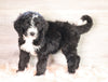 Bernedoodle (Standard) For Sale Baltic, OH Male- Jordan