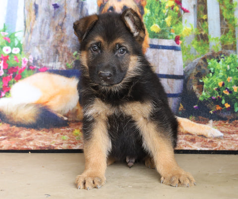 German Shepherd For Sale Millersburg, OH Male- Cody