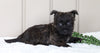 AKC Registered Cairn Terrier For Sale Millersburg, OH Female- Jade