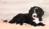 Bernedoodle (Standard) For Sale Baltic, OH Male- Jordan
