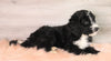 Bernedoodle (Standard) For Sale Baltic, OH Male- Jordan