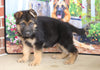 German Shepherd For Sale Millersburg, OH Male- Cody