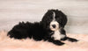Bernedoodle (Standard) For Sale Baltic, OH Male- Chance