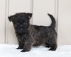AKC Registered Cairn Terrier For Sale Millersburg, OH Female- Olivia