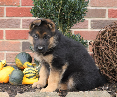 German Shepherd For Sale Millersburg, OH Female- Carrie