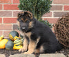 German Shepherd For Sale Millersburg, OH Female- Carrie