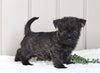 AKC Registered Cairn Terrier For Sale Millersburg, OH Female- Olivia