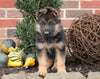 German Shepherd For Sale Millersburg, OH Female- Carrie