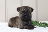 AKC Registered Cairn Terrier For Sale Millersburg, OH Female- Abby