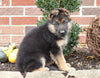 German Shepherd For Sale Millersburg, OH Female- Carrie