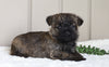 AKC Registered Cairn Terrier For Sale Millersburg, OH Female- Abby
