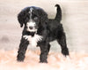 Bernedoodle (Standard) For Sale Baltic, OH Male- Alex