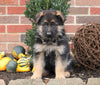 German Shepherd For Sale Millersburg, OH Female- Clover