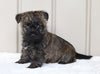 AKC Registered Cairn Terrier For Sale Millersburg, OH Female- Abby