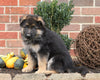 German Shepherd For Sale Millersburg, OH Female- Clover