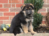 German Shepherd For Sale Millersburg, OH Female- Clover