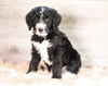 Bernedoodle (Standard) For Sale Baltic, OH Male- Alex