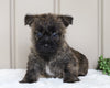 AKC Registered Cairn Terrier Millersburg, OH Male- Odie