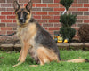 German Shepherd For Sale Millersburg, OH Female- Carrie