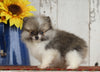 ACA Registered Pomeranian For Sale Millersburg, OH Male- Bobby