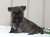 AKC Registered Cairn Terrier Millersburg, OH Male- Odie