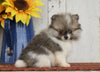 ACA Registered Pomeranian For Sale Millersburg, OH Male- Bobby