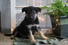 AKC Registered German Shepherd For Sale Millersburg, OH Male- Conner