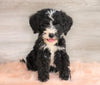 Bernedoodle (Standard) For Sale Baltic, OH Male- Logan