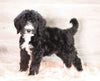 Bernedoodle (Standard) For Sale Baltic, OH Male- Smokey