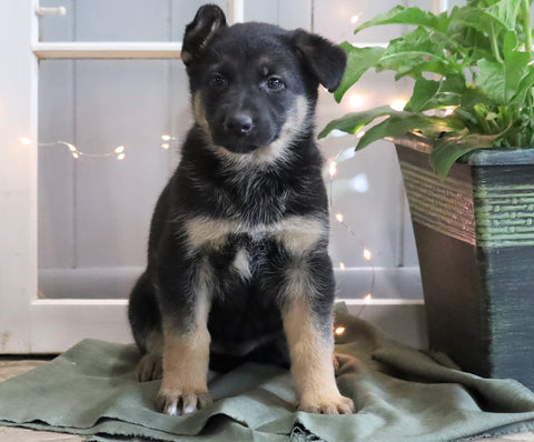 AKC Registered German Shepherd For Sale Millersburg, OH Female- Callie