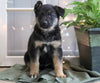 AKC Registered German Shepherd For Sale Millersburg, OH Female- Callie